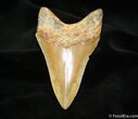 Inch Megalodon Tooth - North Carolina #1183-1